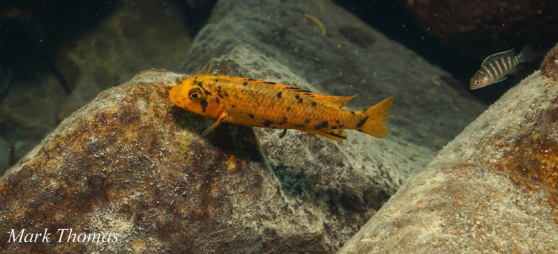 Labeotropheus trewavasae 'Mitande Reef (Rocks)'